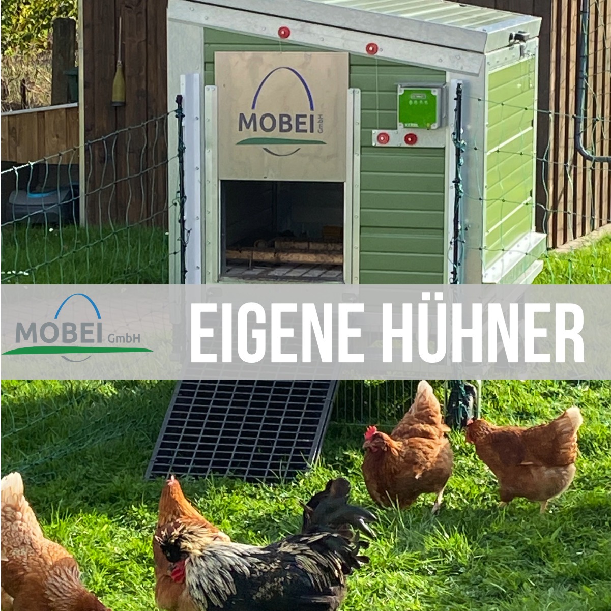 Hühnerhaltung im Garten