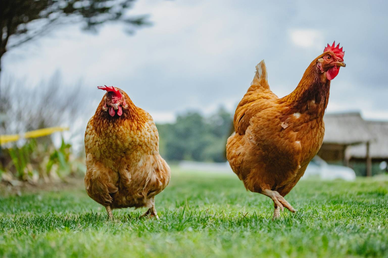 Hühner im Freien auf einer landwirtschaftlichen Fläche