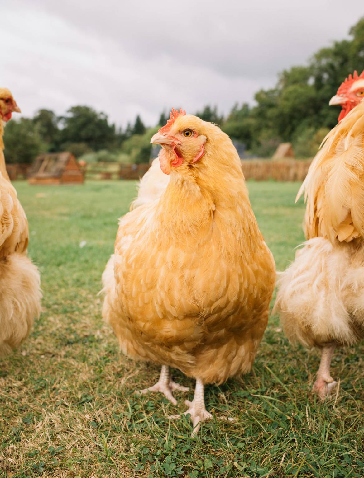 Huhn in der Freilandhaltung – natürliches Verhalten und Auslauf