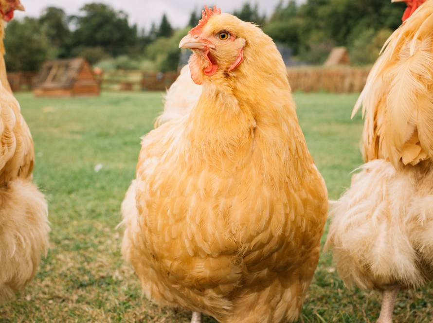 Artgerechte Hühnerhaltung